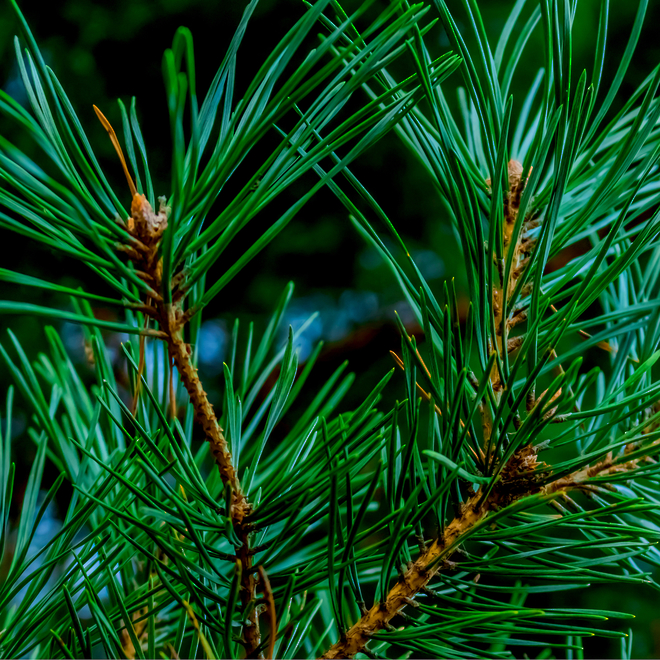 Pine essential oil image 0
